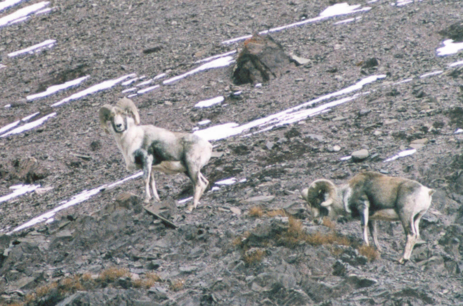argali_closeup2.jpg