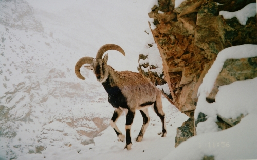 shunbsheep.jpg