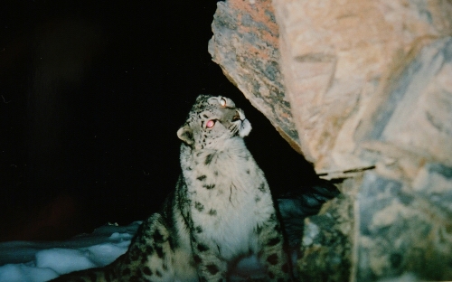 shunleopard.jpg